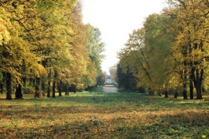 Widok na zielone drzewa w parku przy Muzeum Wnętrz Pałacowych w Choroszczy.