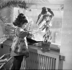 Zdjęcie czarnobiałe, dziewczynka podlewa kwiaty stojące na parapecie. 