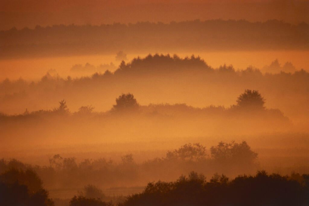 Fotografia przedstawiająca zachód słońca, mgłę nad drzewami